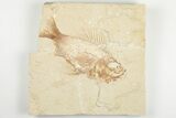 4" Cretaceous Fossil Fish (Ctenothrissa) - Hjoula, Lebanon - #201364-1